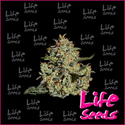Nasiona marihuany Big Bud od Life Seeds  w seedfarm.pl