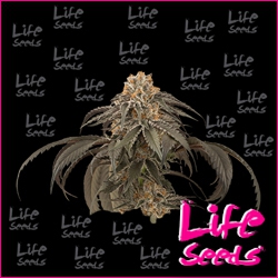 Nasiona marihuany Blueberry od Life Seeds  w seedfarm.pl