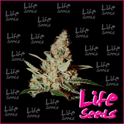 Nasiona marihuany Chemdog od Life Seeds  w seedfarm.pl