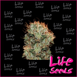 Nasiona marihuany Himalaya Gold od Life Seeds  w seedfarm.pl