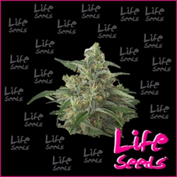 Nasiona marihuany Moby Dick od Life Seeds  w seedfarm.pl