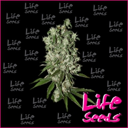 Nasiona marihuany Northern Light od Life Seeds seedfarm.pl