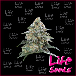 Nasiona marihuany White Russian od Life Seeds w seedfarm.pl