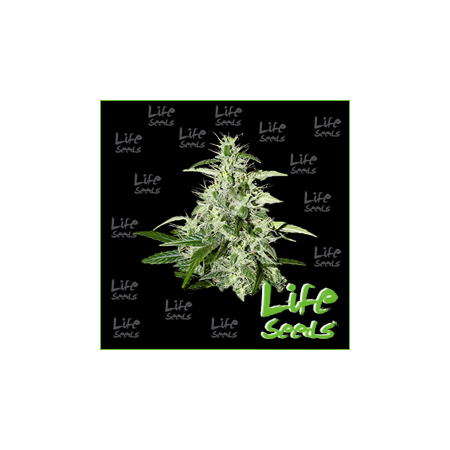 Nasiona marihuany Auto AK 47 od Life Seeds w seedfarm.pl