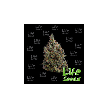 Nasiona marihuany Auto Big Bud od Life Seeds w seedfarm.pl