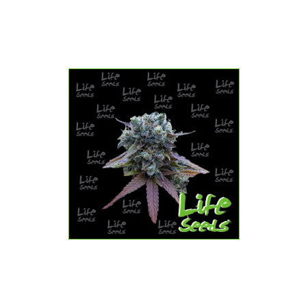 Nasiona marihuany Auto Blueberry od Life Seeds w seedfarm.pl