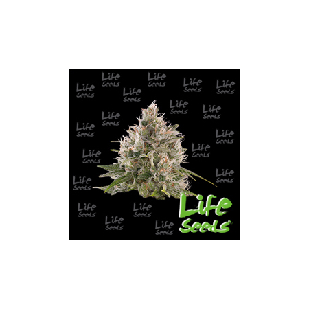 Nasiona marihuany Auto Bubblegum od Life Seeds w seedfarm.pl