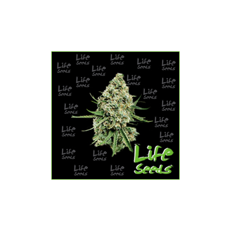 Nasiona marihuany Auto Criticalc od Life Seeds w seedfarm.pl