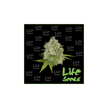 Auto Gorilla Glue | Life Seeds