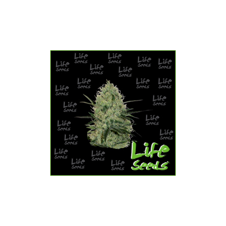 Nasiona marihuany Auto Lowryder2 od Life Seeds w seedfarm.pl