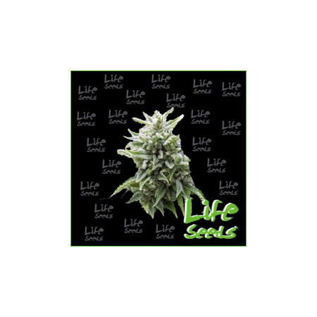Nasiona marihuany Auto Northern Light od Life Seeds w seedfarm.pl