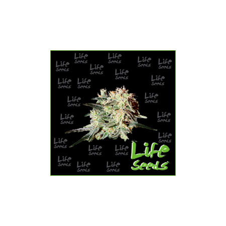 Nasiona marihuany Auto Somango od Life Seeds w seedfarm.pl