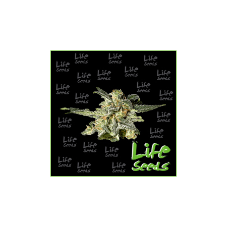 Nasiona marihuany Auto White Widow od Life Seeds w seedfarm.pl