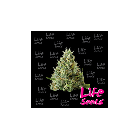 Nasiona marihuany Bubblegum od Life Seeds  w seedfarm.pl