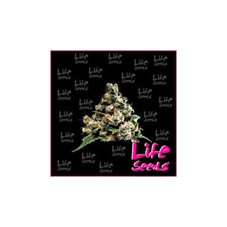 Nasiona marihuany Jack Herer od Life Seeds  w seedfarm.pl