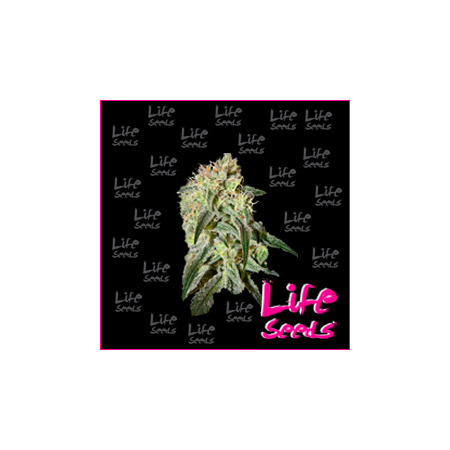 Nasiona marihuany Mazar od Life Seeds  w seedfarm.pl