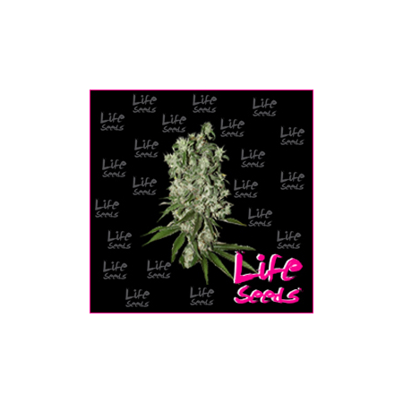 Nasiona marihuany Northern Light od Life Seeds seedfarm.pl