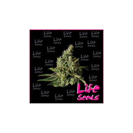 Nasiona marihuany White Widow od Life Seeds w seedfarm.pl